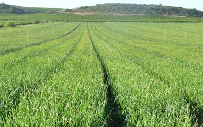 nuestras-instalaciones-campo-cebollas nuestras-instalaciones-campo-cebollas