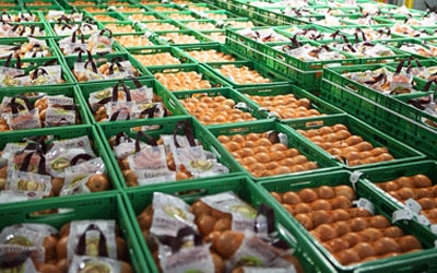 produccion-cebollas-productos-ecologicos produccion-cebollas-productos-ecologicos