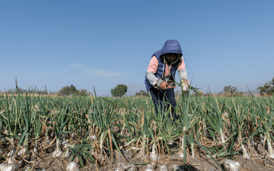 nuestras-instalaciones-campo-cebollas producción de cebollas