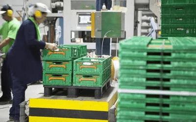 cultivar cebollas producción de cebollas