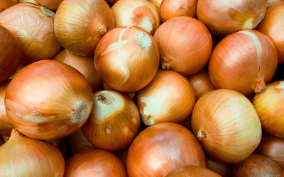 producción sostenible de cebollas