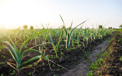 cultivo de cebollas cultivo de cebollas