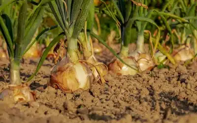 cultivo de cebollas cultivo de cebollas